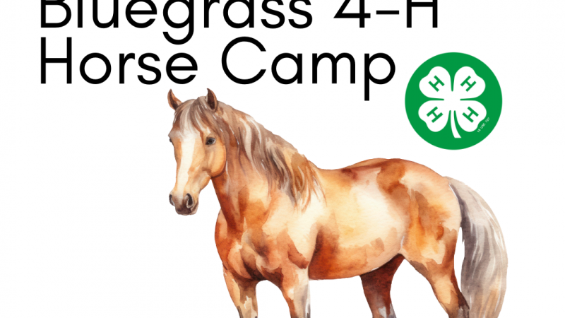 brown horse with title and 4-H clover in green circle