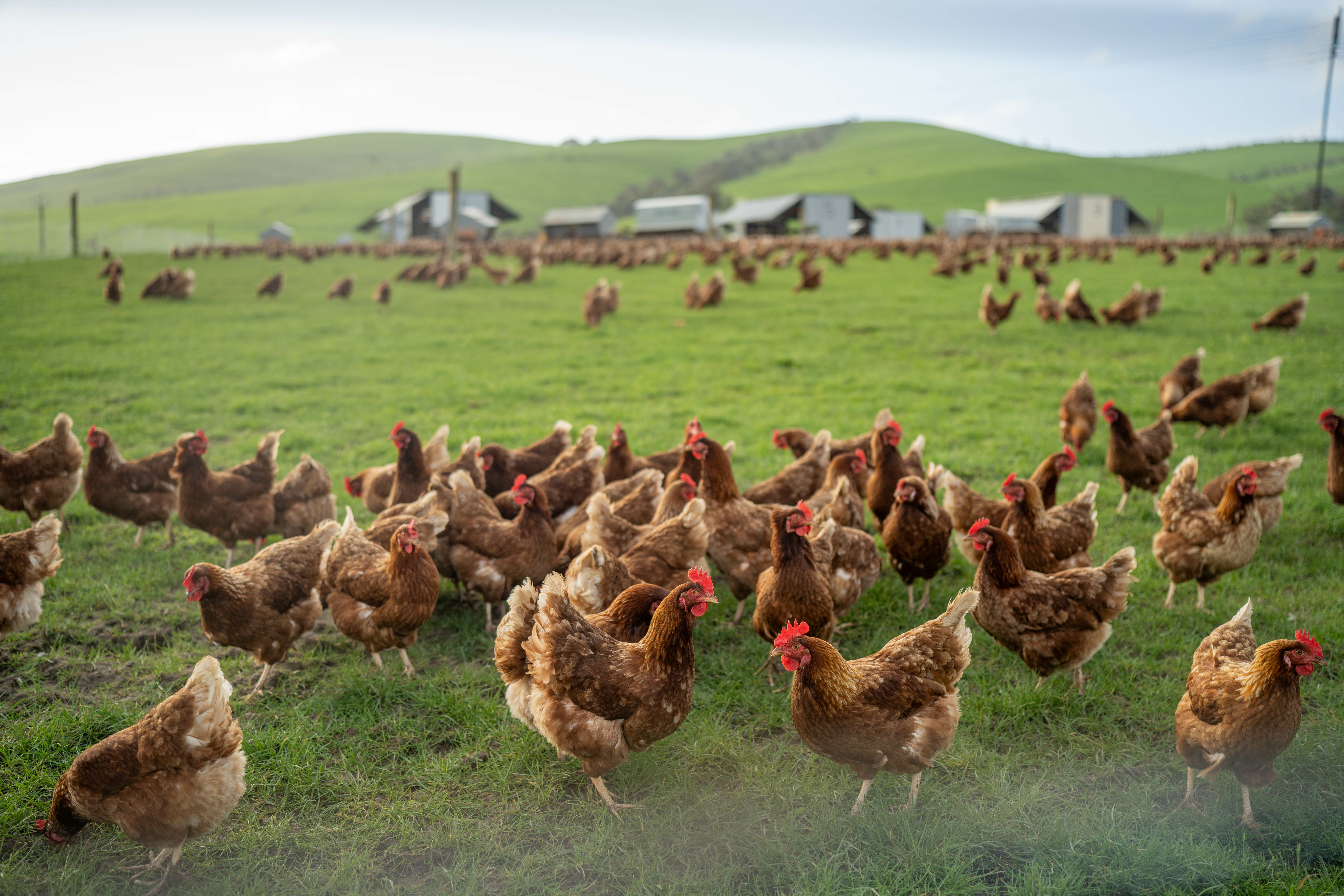 free range poultry farm