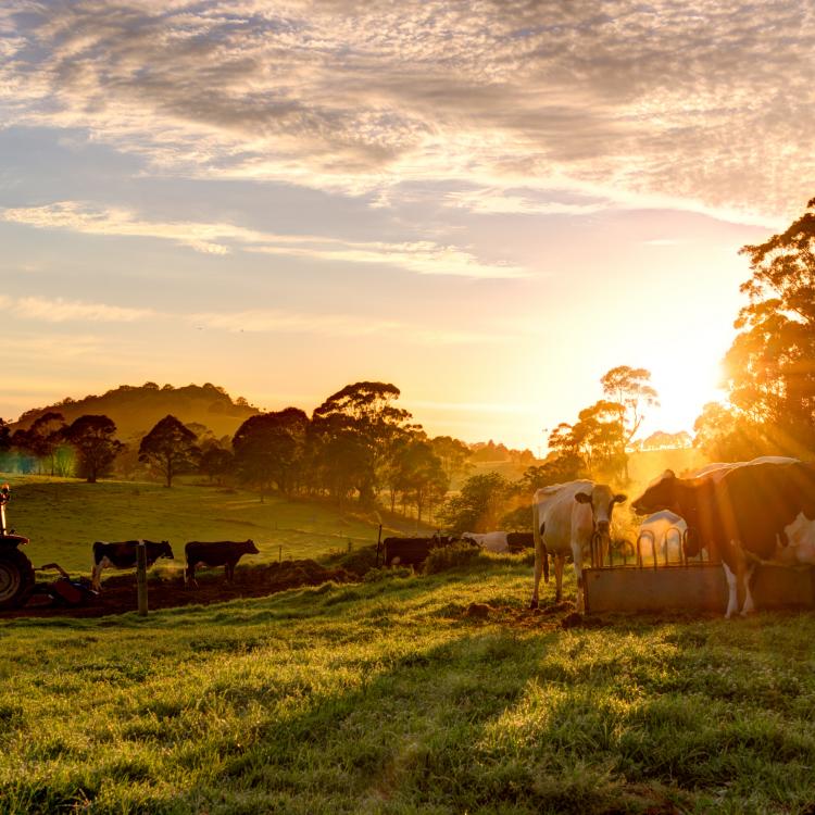  tractor cows sunset