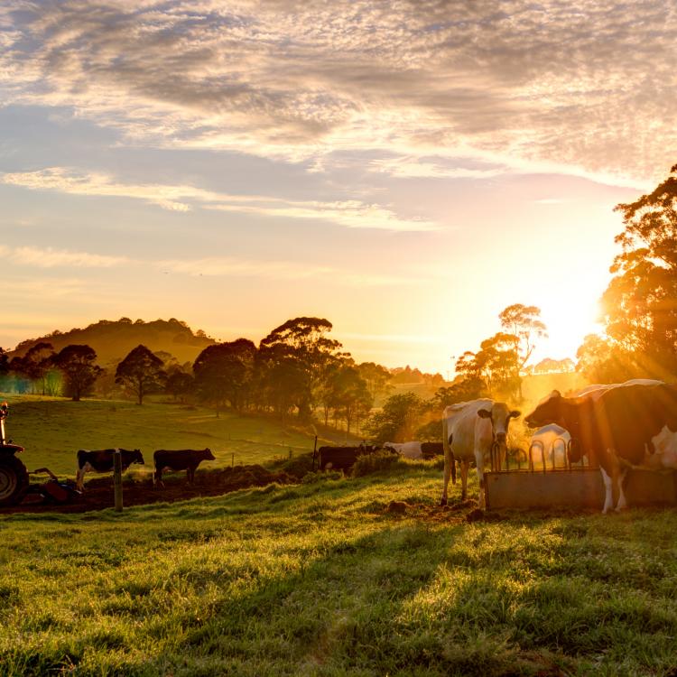  tractor cows sunset