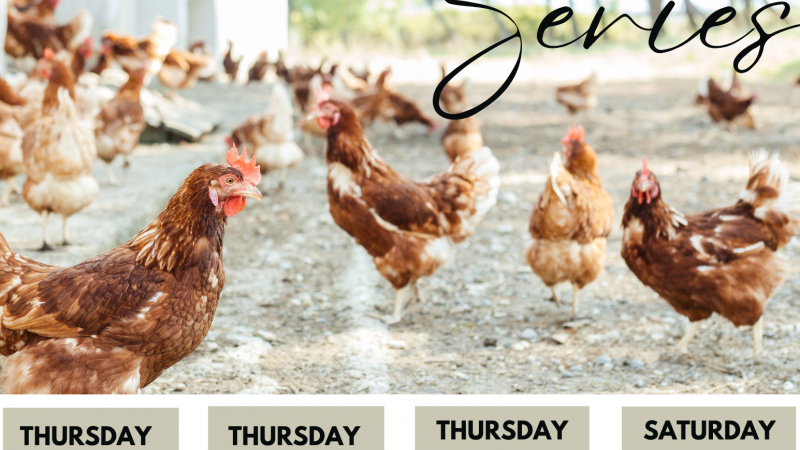 free range chickens