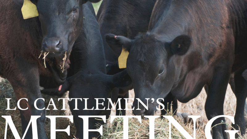 black cows eating scattered hay